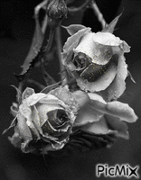 Roses - Безплатен анимиран GIF