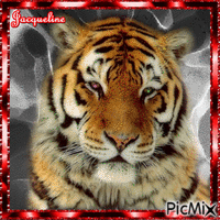 magnifique tigre Gif Animado