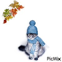 gatto - GIF animasi gratis