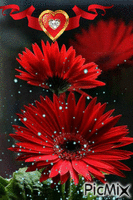 fleur animovaný GIF