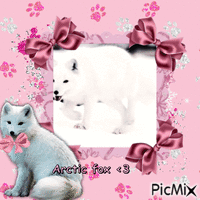 Arctic fox <3 - GIF animé gratuit