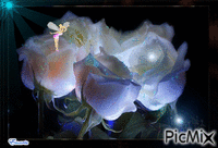 Rosas brancas animovaný GIF