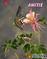 bisous colibri - Бесплатный анимированный гифка