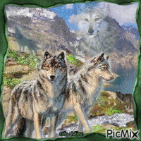 loups dans la nature