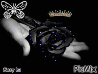 black rose - Δωρεάν κινούμενο GIF