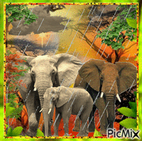Elephants animerad GIF