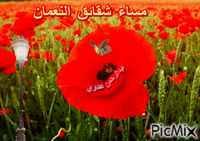مساء شقائق النعمان - Ilmainen animoitu GIF