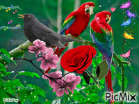 love parrots.❤ GIF animé