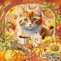 Pumpkin spice autumn cat - Ingyenes animált GIF