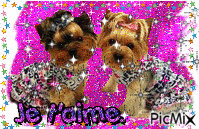 petits terriers animovaný GIF