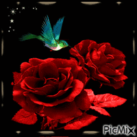 Rosas rojas mi deliro!! - GIF animado grátis