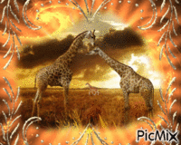 girafes animovaný GIF