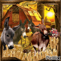 Les ânes - GIF animate gratis