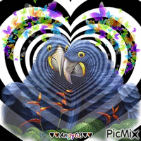 pappagallini love♥ GIF animé