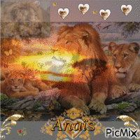le lion, roi de la jungle, surtout les lionnes анимированный гифка