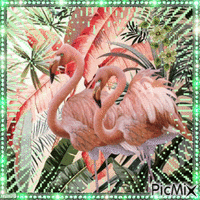 flamants roses Animated GIF