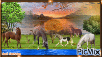 Cavalos - GIF animado grátis