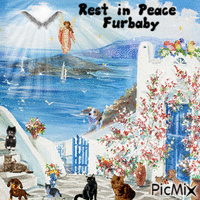 Rest in peace furbaby 动画 GIF