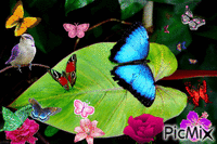 mariposa - Free animated GIF