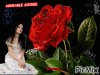 Rose rouge - Belle femme / Agréable soirée animēts GIF