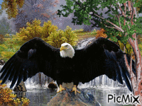 vultur - Безплатен анимиран GIF