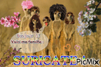 Ma famille SURICATE !!!!!! - Zdarma animovaný GIF