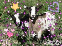 chèvre - Zdarma animovaný GIF