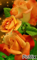 Narancssárga rózsa.