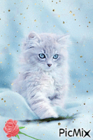 Kitten анимиран GIF