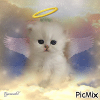 Angel kitten - GIF animé gratuit