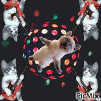 Disco Kitty animovaný GIF