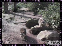 au zoo - Безплатен анимиран GIF