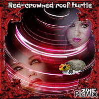 Red-crowned roof turtle