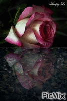 Uma Rosa Com amor... - GIF animate gratis