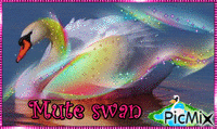 mute swan - Безплатен анимиран GIF