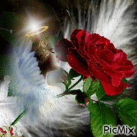 L'Ange à la Rose - GIF animé gratuit