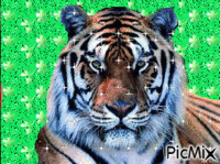 tigre анимирани ГИФ