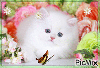 Kitty Cat Animated GIF