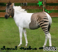 cheval +zebre = ??? - GIF animé gratuit