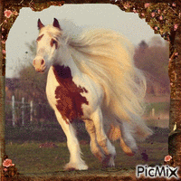 Cavallo Bianco - Gratis animeret GIF
