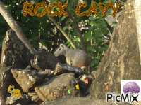 Rock Cavy - Free animated GIF