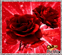 roses rouge - GIF animé gratuit