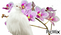 orchidee - GIF animé gratuit