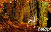 Fall Forest GIF แบบเคลื่อนไหว