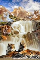 les tigres geanimeerde GIF