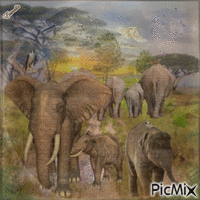 ELEPHANTS IN THEIR HABITAT - Безплатен анимиран GIF