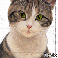 mon chat et bizard - Бесплатный анимированный гифка