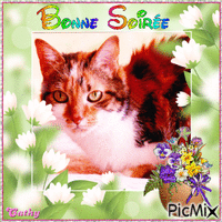BONNE SOIREE