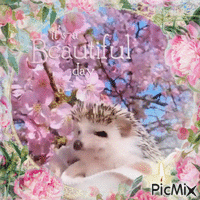 Hedgehog Dreams - GIF animado gratis