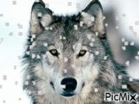 Loup simple - Free animated GIF
